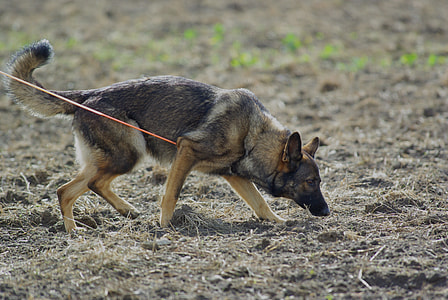 adult black and tan German shepherd smelling on ground thumbnail