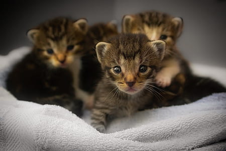 selective focus photography of brown kitten thumbnail