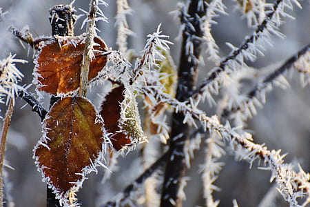 snow covered plant photo thumbnail
