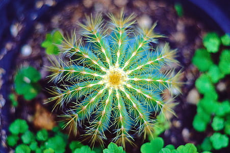 selective focus photo of a cactus thumbnail