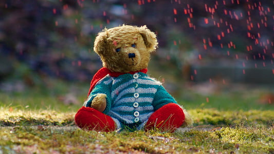 selective focus photography of brown bear on grass thumbnail