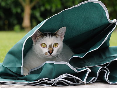 selective focus photography of cat hiding in umbrella thumbnail