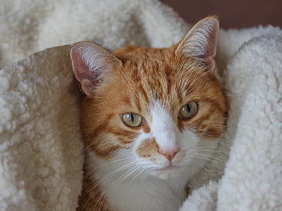 short-fur orange and white cat covered in white textile thumbnail