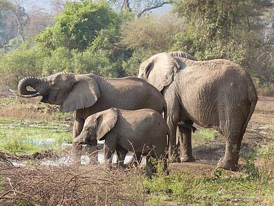 three elephants on field thumbnail