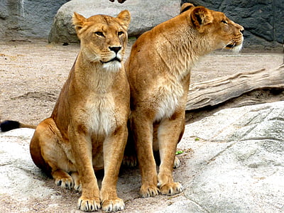 two lioness sitting on concrete ground thumbnail