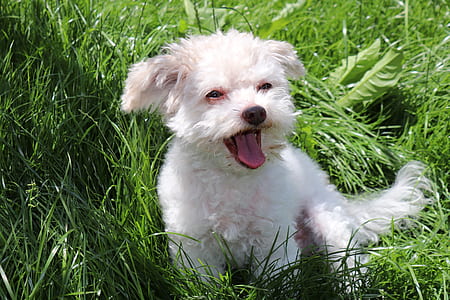 white dog on green grass thumbnail