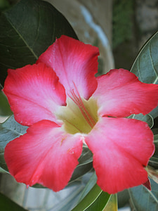 close up photography of red Adenium flower thumbnail