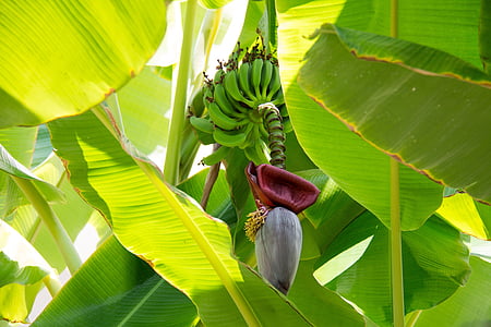 low-angle photography of banana blossom thumbnail