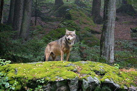 brown Coyote standing on green grass field on rock cliff during daytime thumbnail