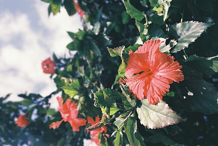 shallow focus photography of hibiscus plant thumbnail