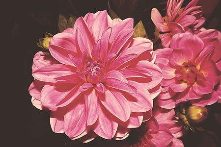 closeup photo of pink petaled flowers thumbnail