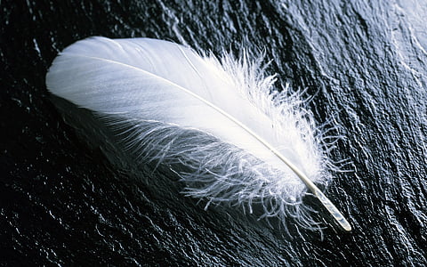 white feather thumbnail