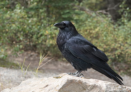 black raven on gray rock thumbnail