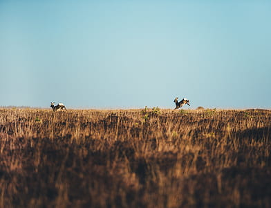 two brown animals on brown field thumbnail