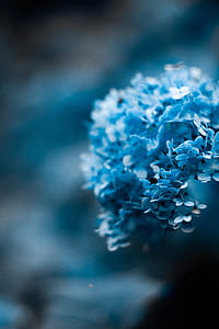 selective focus photography of blue hydrangea flower thumbnail