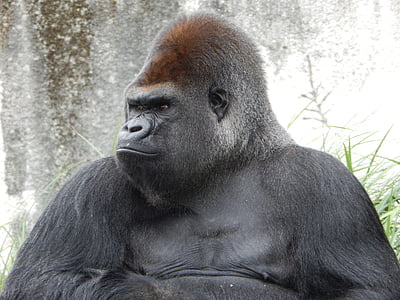 gorilla thumbnail