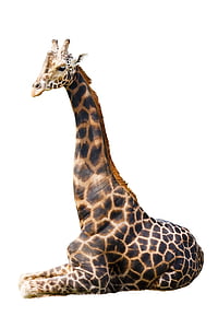giraffe on white surface thumbnail