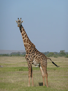 brown giraffe on field during daytime thumbnail
