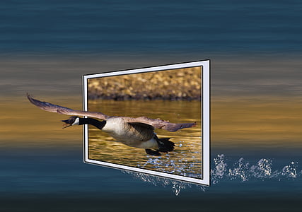 wildlife photography of bird above water thumbnail
