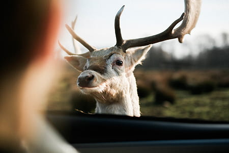 selective focus photography of white deer near vehicle door during daytime thumbnail