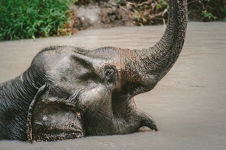 elephant on river at daytime thumbnail
