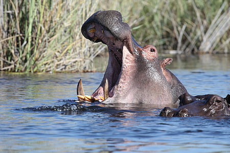 hippo on body of water thumbnail