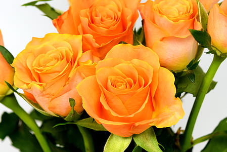 close-up photo of orange roses thumbnail