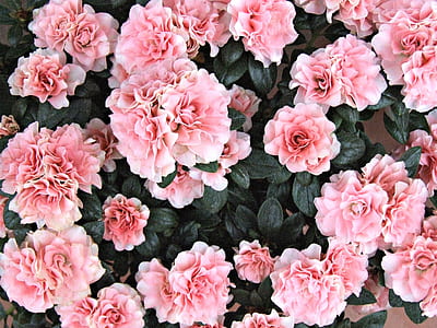 closeup photo of pink carnation flowers thumbnail