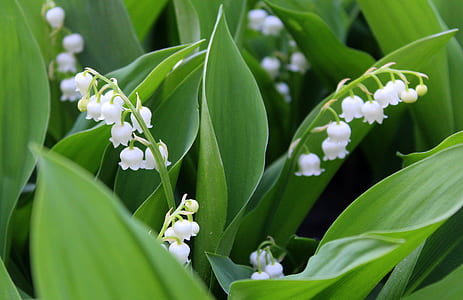 photo of white petaled flowers thumbnail