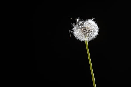 white dandelion flower in bloom thumbnail