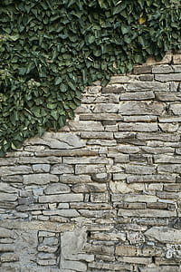 gray brick wall covered with green plant thumbnail