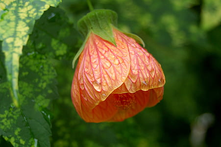 nature, petals, plant, dew thumbnail