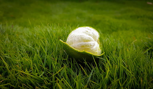 Peeled Green Lime on Green Grasses thumbnail
