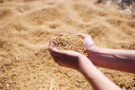 person holding soy beans thumbnail