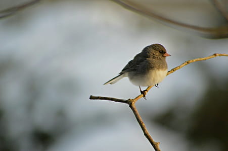 Grey and White Small Bird thumbnail
