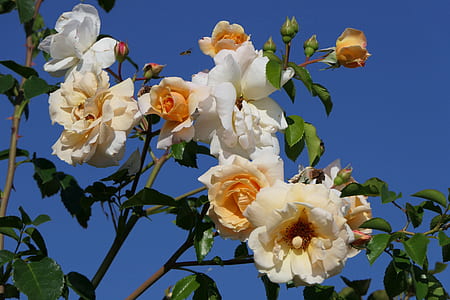 photo of white and orange petaled flowers under clear blue sky thumbnail