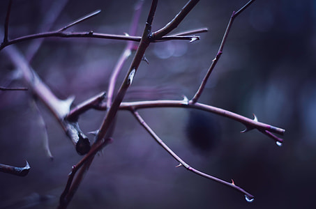 selective focus photography of tree branch thumbnail
