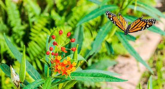 orange butterfly near yellow petaled flower thumbnail