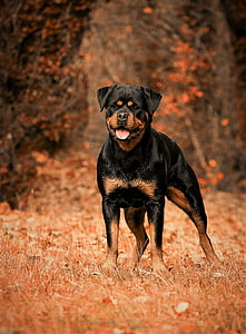 adult mahogany Rottweiler thumbnail