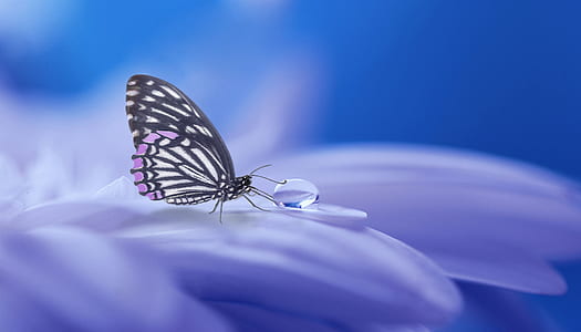 paperkite butterfly perched on petaled flower thumbnail