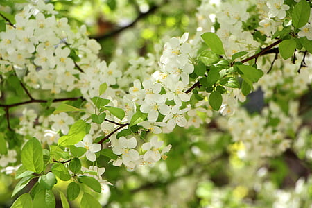 white petaled flowers thumbnail