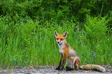 brown fox seat near green grass at daytime thumbnail