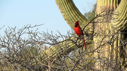 red bird perching on brown tree branch thumbnail