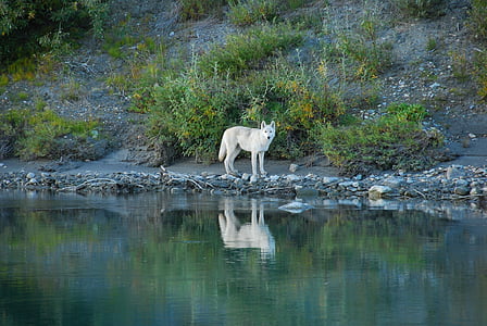 white wolf near body of water thumbnail