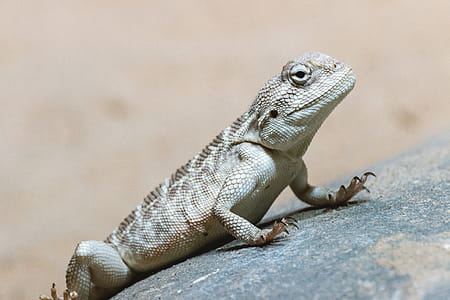 Brown little lizard standing on a stone in bright day thumbnail