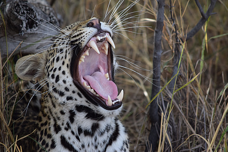 photo of leopard beside grass thumbnail