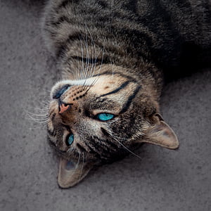 brown tabby cat in shallow focus lens thumbnail