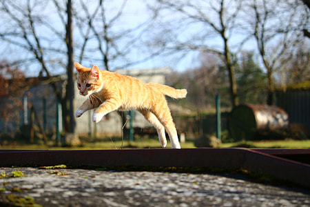 shallow focus photography of orange cat thumbnail