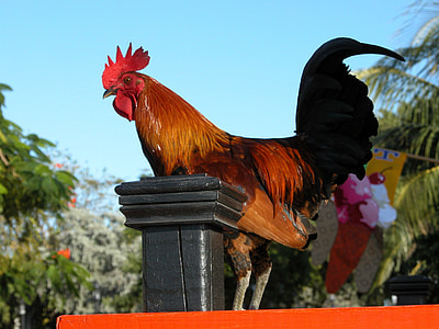 brown and black rooster on red surface at daytime thumbnail