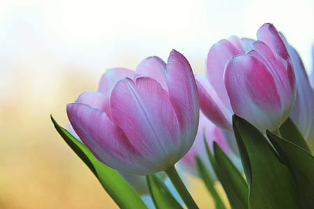 shallow focus photography of pink and white tulips thumbnail
